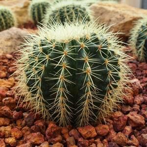 Meet your Posher, Starr